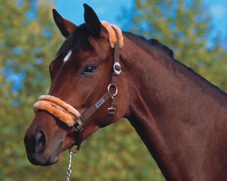 Classic Sport Headcollar - sheepskin lined headcollar