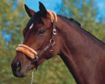 Classic Sport Head collar - sheepskin lined