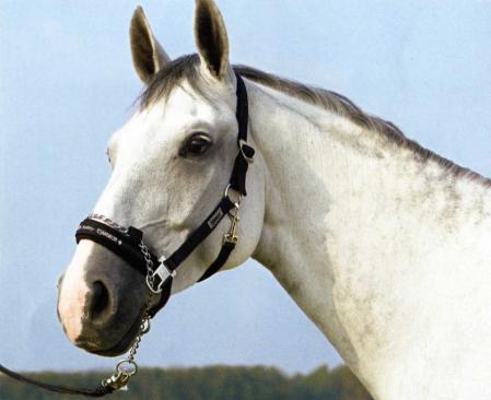 Control headcollar