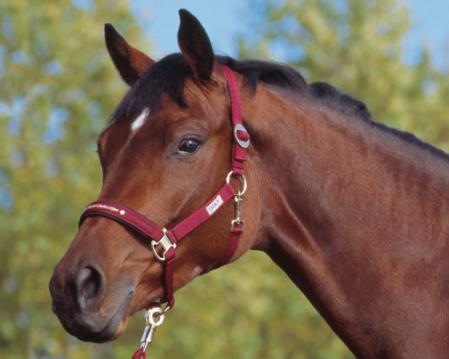 Headcollars. Trend Headcollars - sheepskin lined