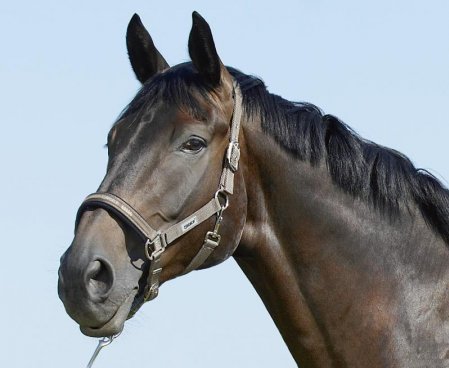 Classic Sport Headcollars with pin buckle