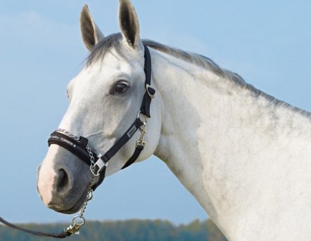 Control headcollar with pin buckle